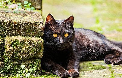 网易射击新作《漫威争锋》增加月光骑士